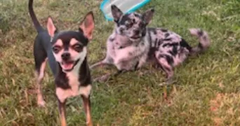 Elodie pet sitter à MARMANDE 47200