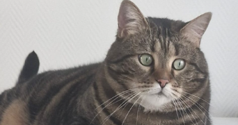 souad cat sitter à PARIS 10 75010_1