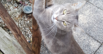 magali pet sitter à VAL DE VIRVEE 33240_6