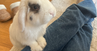 marie pet sitter à MAISONS ALFORT 94700_1