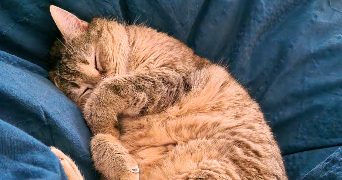 shelsy pet sitter à DREUIL LES AMIENS 80470_2