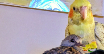 julia pet sitter à GRANE 26400_1