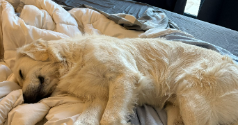 cloé pet sitter à BOUCHET 26790_3