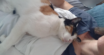 céline pet sitter à TOURNEFEUILLE 31170_1