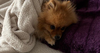 Cassandre pet sitter à CHELLES 77500_9