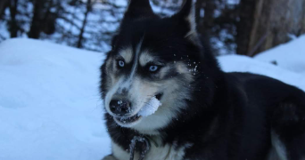 marion pet sitter à ST MARTIN D HERES 38400_0