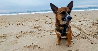 jérémy pet sitter à SANGUINET 40460_9