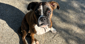 anaïs pet sitter à Nîmes 30000_3