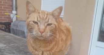 océane pet sitter à LIANCOURT 60140_2
