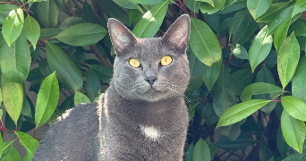 emilie pet sitter à STE GENEVIEVE DES BOIS 91700_2