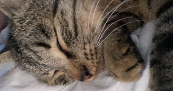 chouffot pet sitter à BROGNARD 25600_1