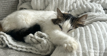 lorine pet sitter à DIJON 21000_4