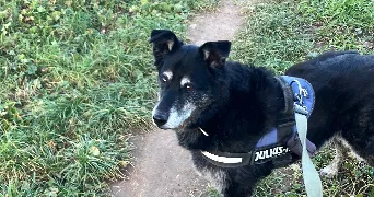 yassmine pet sitter à TOULON 83000