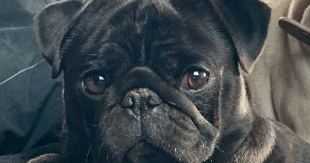 océane pet sitter à AUXERRE 89000_0