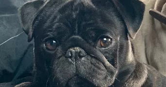 océane pet sitter à AUXERRE 89000