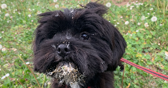 chloé pet sitter à Lyon 69009_0