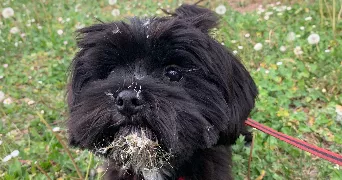 chloé pet sitter à Lyon 69009