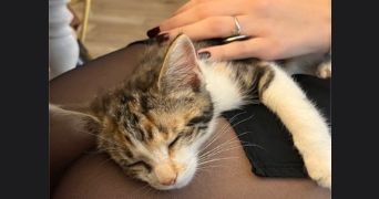 lisa pet sitter à ST ETIENNE 42000_2