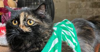 deronne pet sitter à LE GRAU DU ROI 30240_6