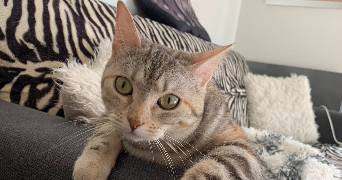 sandra cat sitter à Saint laurent du var 06700_1