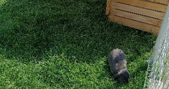 morgane pet sitter à SAUSHEIM 68390_3