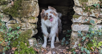 adelyne pet sitter à LA COLLE SUR LOUP 06480_2