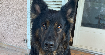 thalya pet sitter à L UNION 31240_3
