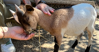 paradis pet sitter à DAGNEUX 01120_5