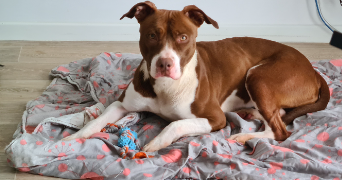 méghane pet sitter à Roissy-en-Brie 77680_4