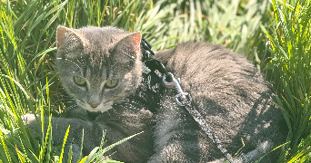 maeva pet sitter à TURQUANT 49730_2