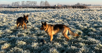 céleste pet sitter à LILLE 59000_2