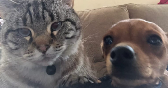 ambre pet sitter à CESSENON SUR ORB 34460_1