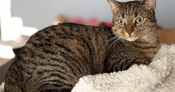 pauline pet sitter à ST PRIEST 69800_2