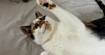 audrey pet sitter à LORIENT 56100_1