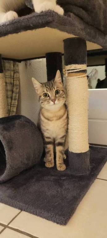 Charline pet sitter à La Roche-sur-Yon 85000_7