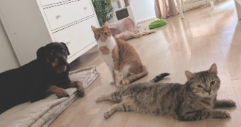 mathilde pet sitter à COMPIEGNE 60200_2