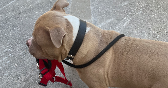 romane pet sitter à ST ANDRE DE CUBZAC 33240_2