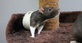 léa pet sitter à Montélimar 26200_4