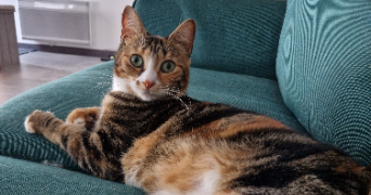 iliana pet sitter à AUCAMVILLE 82600_1
