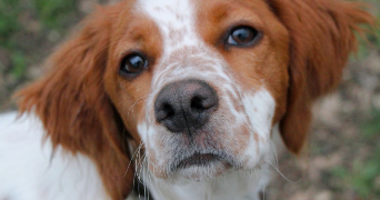 bou pet sitter à GARLIN 64330_1