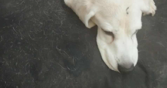 catherine pet sitter à MEUDON 92190_7