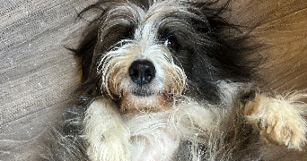 lilou pet sitter à ST JEOIRE 74490_2
