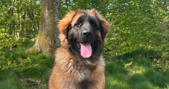félicien pet sitter à SULLY SUR LOIRE 45600_3