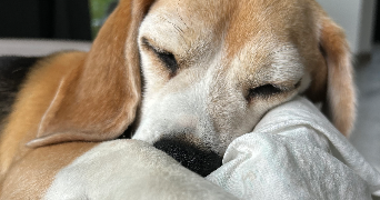 chloé pet sitter à FLINES LEZ RACHES 59148_1