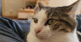 jay pet sitter à COUBERT 77170_3