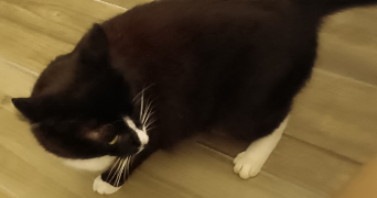 lea pet sitter à sarcey 69490_5