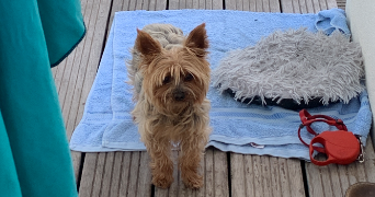 lucie pet sitter à LA CELLE SUR LOIRE 58440_6