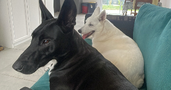 cassandre pet sitter à QUINCAY 86190_2