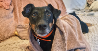 noelia pet sitter à GEMOZAC 17260_0