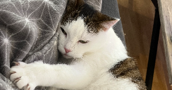 demetria pet sitter à PARIS 13 75013_1